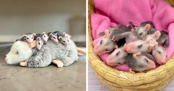 Adorable Plush Mom Is Helping These Orphaned Baby Opossums To Overcome Their Loss