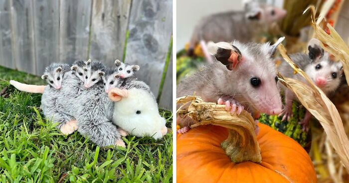 These Orphaned Baby Opossums Got An Adorable Plush Mom To Cling To