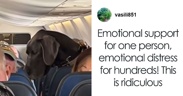 Handler Of Super-Sized Pooch He Brought On Airplane As “Emotional Support” Gets Reality Check