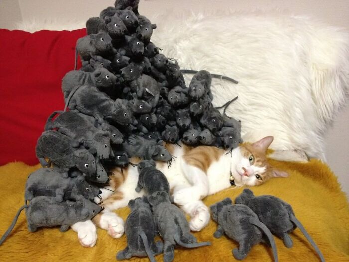 Cat amusingly covered in a pile of stuffed toy rats on a cozy blanket.