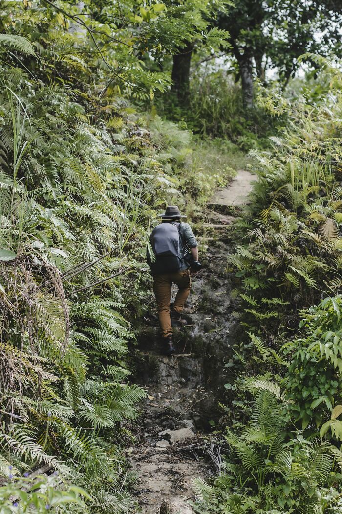 Person hiking up a rugged, fern-covered trail, representing incredibly lucky survival in nature.