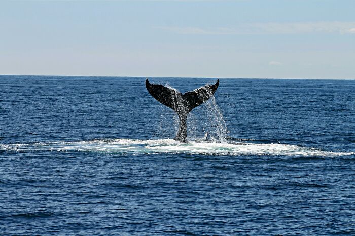 Whale tail emerging from the ocean, symbolizing significant moments influencing history beyond common realization.