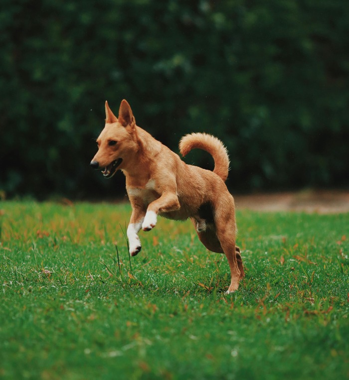 A rare moment captured of a dog joyfully leaping through a grass field.