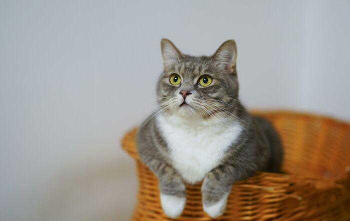 Gray and white cat sitting in a wicker basket, looking up with curious eyes, related to "WomenInMaleFields".