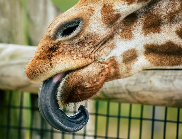 Giraffe using its long tongue to scratch its nose, showcasing a rare and everyday fact about animal behavior.