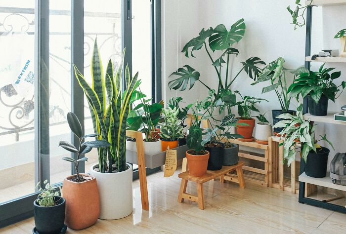 Indoor plants arranged by a window, showcasing frugal home hacks for a stylish living space.