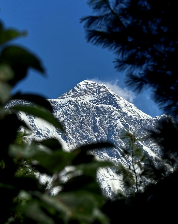 Snow-covered mountain peak framed by trees against a clear blue sky, showcasing rare everyday facts of nature.