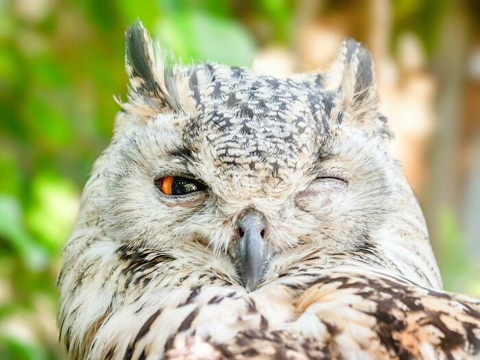 A winking owl with intricate feathers, showcasing a rare everyday fact in nature.