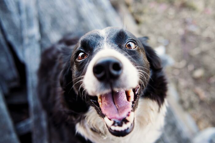 Happy black and white dog smiling at the camera, representing everyday joy.