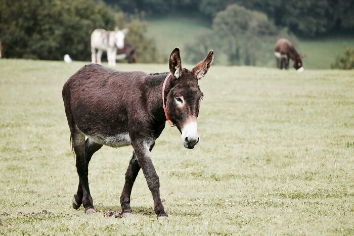 A donkey with a red collar walking in a green field, with other animals grazing in the background, illustrating Rare-Everyday-Facts.