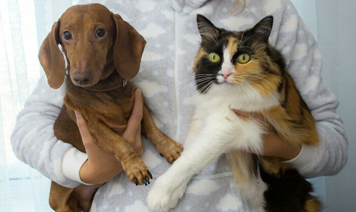 Person holding a dachshund and a calico cat, showcasing rare everyday facts about pets.