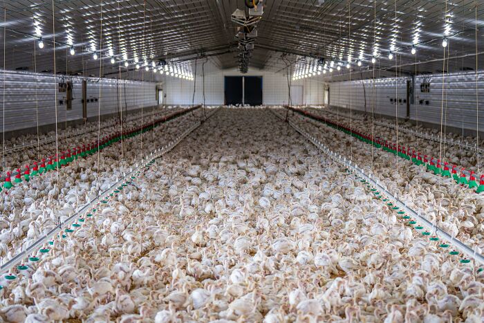 A large poultry farm interior filled with chickens under bright lights, illustrating the concept of the worst job experiences.