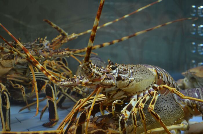 Spiny lobsters in an aquarium showcasing unique details, representing rare everyday facts in marine life.