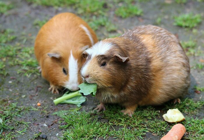 Two guinea pigs eating vegetables on grass, showcasing rare everyday facts about their diet.