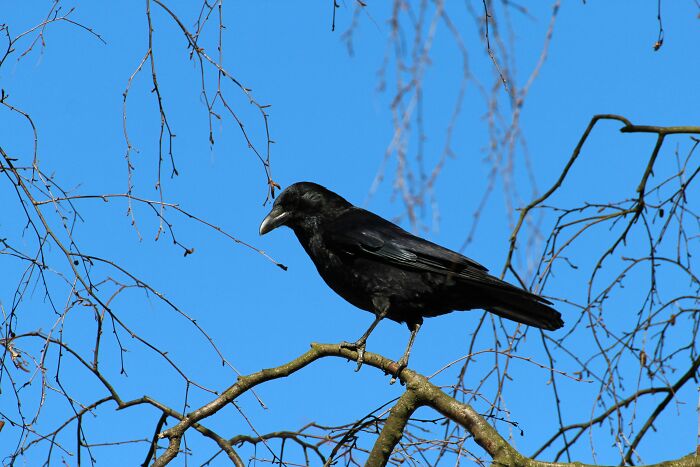 A black crow perched on a tree branch against a clear blue sky, illustrating a coincidence in nature.