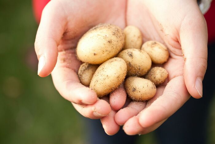 Hands holding freshly harvested potatoes, symbolizing influential historical moments.