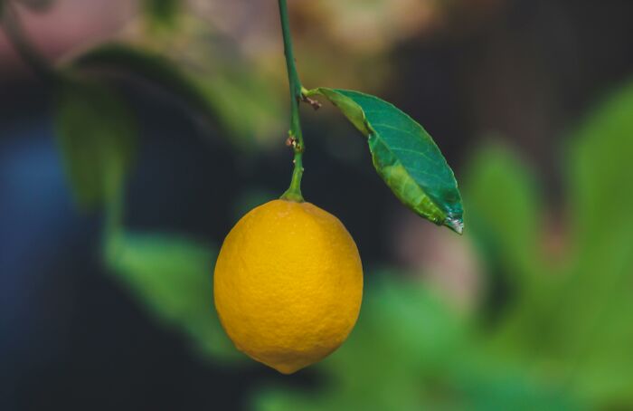 A lemon hanging from a branch, showcasing frugal home hacks for royalty-like living.