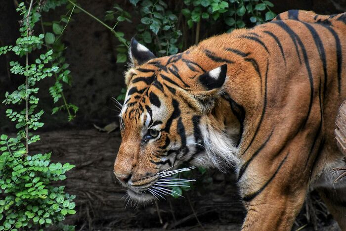 A rare tiger prowling in lush greenery, highlighting unique everyday wildlife facts.