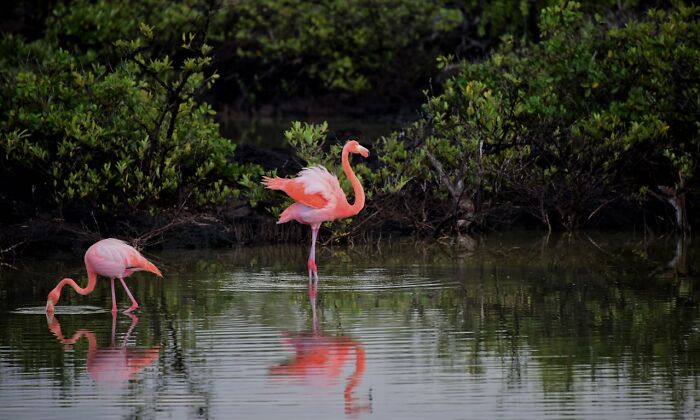 Two pink flamingos gracefully wading in a serene, green-tinted pond.