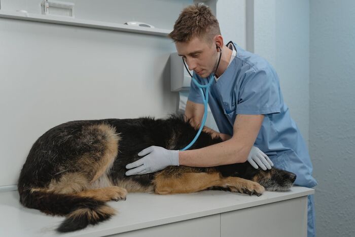 Veterinarian in scrubs examines a German Shepherd, demonstrating how 'fun' jobs can be unexpectedly challenging.