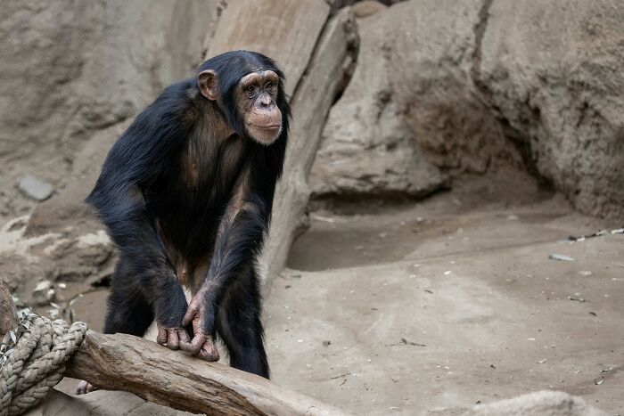 Chimpanzee in a zoo setting, showcasing a rare everyday fact about primate behavior.