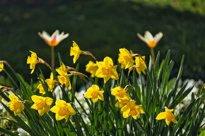 Bright yellow daffodils in bloom against a green background.