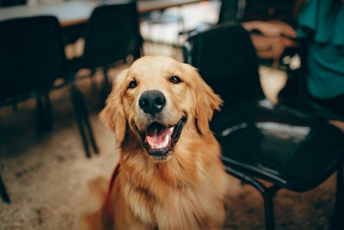 Golden retriever sitting indoors with a happy expression.