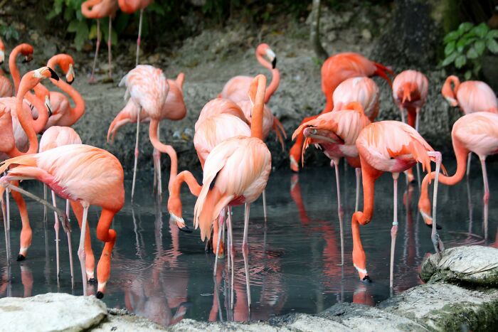 Flamingos gathered at a pond, showcasing vibrant pink feathers in a natural setting, representing Rare-Everyday-Facts.