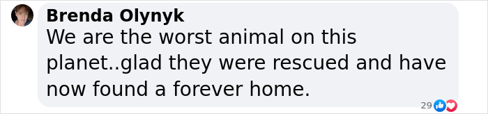 Comment on rescued stray dogs finding a forever home.