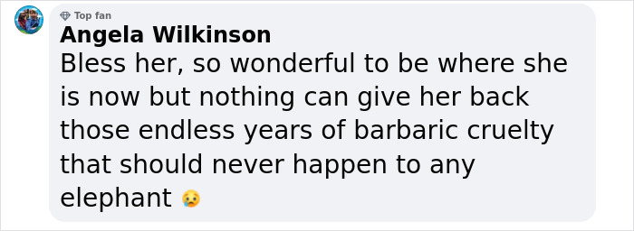 Comment expressing empathy for a rescued elephant\'s past suffering and newfound freedom.