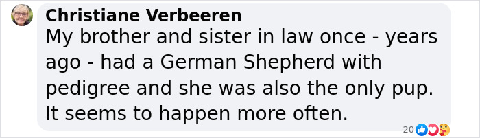 Comment about a German Shepherd being a singleton puppy and a similar occurrence shared online.