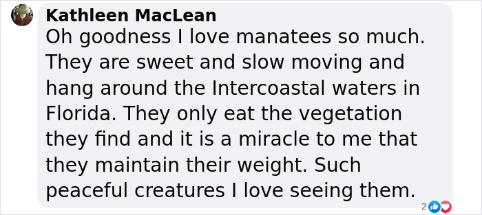 Facebook comment expressing love for sweet and peaceful manatees in Intercoastal waters, noting their vegetarian diet.