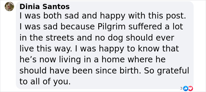 Comment about a rescued matted dog expressing sadness and gratitude for its new home.