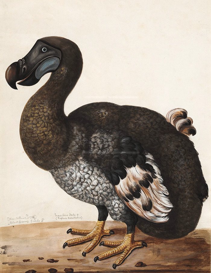 Illustration of a dodo bird, symbolizing extinct species in mass extinction studies.