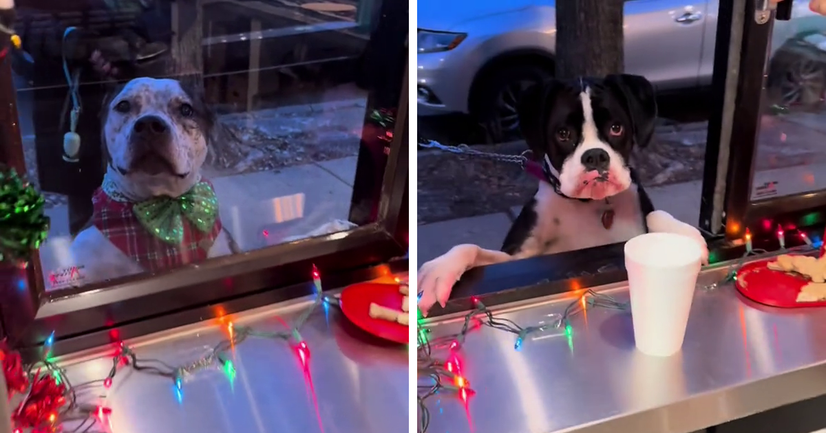 Pups And Their Humans Can’t Get Enough Of This Pizzeria In Chicago With A Doggie Treat Window