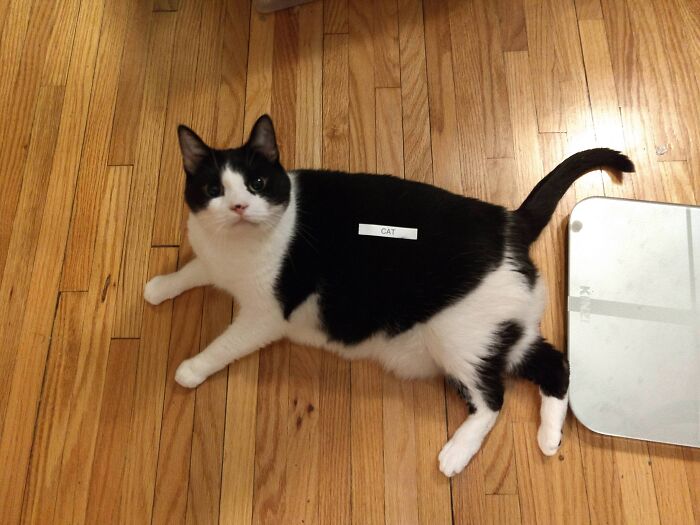 A black and white cat lies on the floor with a label reading "CAT" on its back.