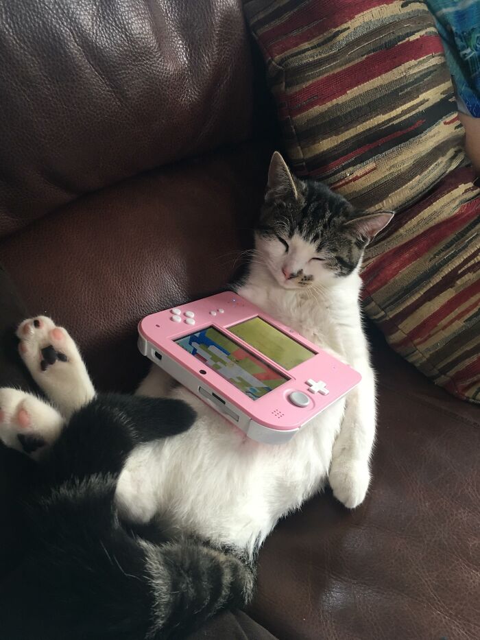 Cat lounging on a sofa with a pink gaming device on its belly, embodying funny cat moments.