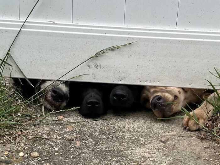 Scientifically, A Group Of Snoots At Rest Is Called A “Smorgasbord”