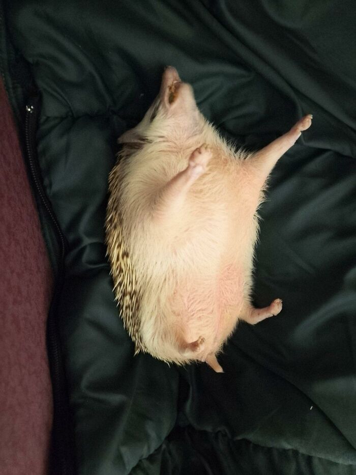 I Don't Understand How My Hedgehog Can Sleep In This Position