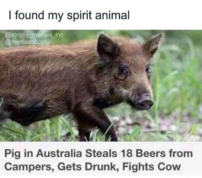 Wild pig with text overlay: "Pig in Australia steals beers, gets drunk, fights cow" – Funny and relatable meme.