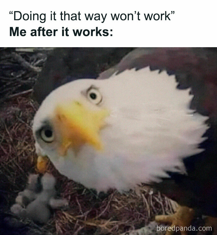 Close-up of a bald eagle with a humorous expression, illustrating an unhinged meme about unexpected success.