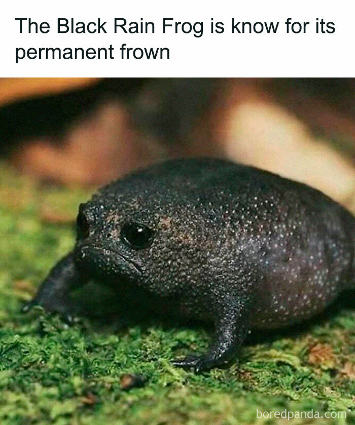 Humorous meme of a Black Rain Frog with a noticeable frown, on a mossy surface.