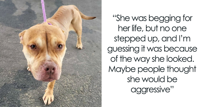 People Can’t Hold Back Their Tears Seeing This Exhausted Shelter Dog Finally Being Loved