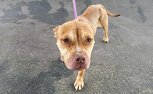 People Can’t Hold Back Their Tears Seeing This Exhausted Shelter Dog Finally Being Loved