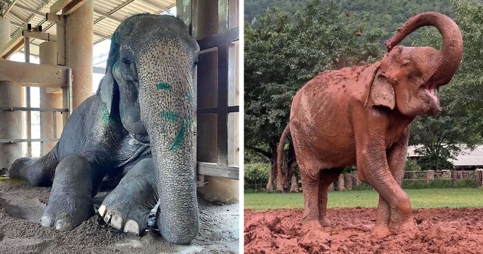 Rescued From Chains And Daily Harm, This Elephant Can Finally Rest For The 1st Time In 80 Years