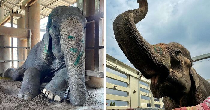 Extremely Exhausted Elephant Can Finally Lay Down For The First Time In 80 Years