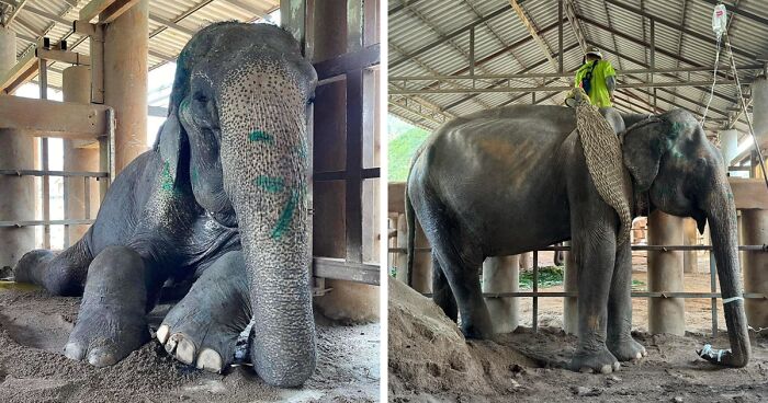 Rescued Elephant Can Finally Rest And Enjoy Freedom After 80 Years Of Constant Working For Tourism