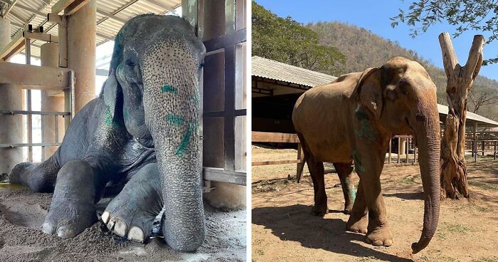 Exhausted Elephant Was Finally Rescued From The Place Where She Was Forced To Work 80 Years