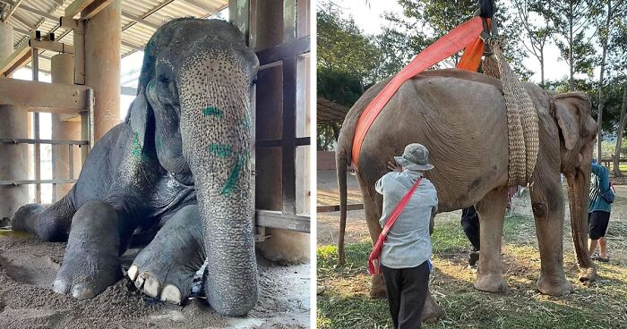 After Being Forced To Work 80 Years, Rescued Grandma Elephant Is Finally Able To Rest