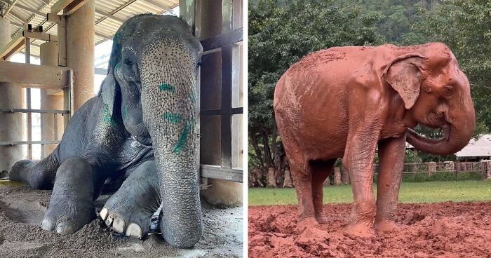 Stolen From The Wild As Just A Baby, This Elephant Can Finally Rest For The 1st Time In 80 Years